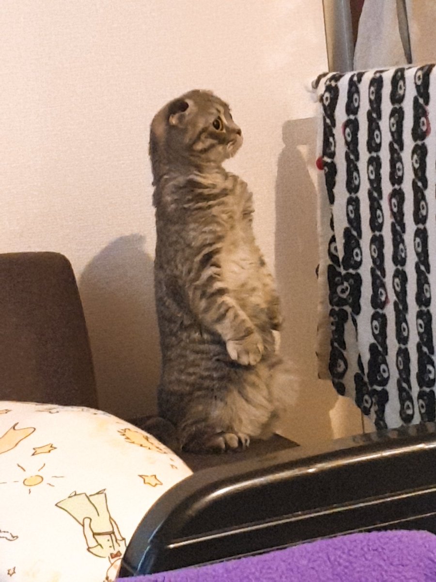 korena129's tweet photo. ミーアキャット🐱?
#猫 #猫好きさんと繫がりたい #followme #likeforlike #like4like #follow4follow
#followforfollow #f4f #フォローミー #いいね返し #いいね #フォロー #フォロー返し #韓国好きな人と繋がりたい https://t.co/fpdPjM7sSV