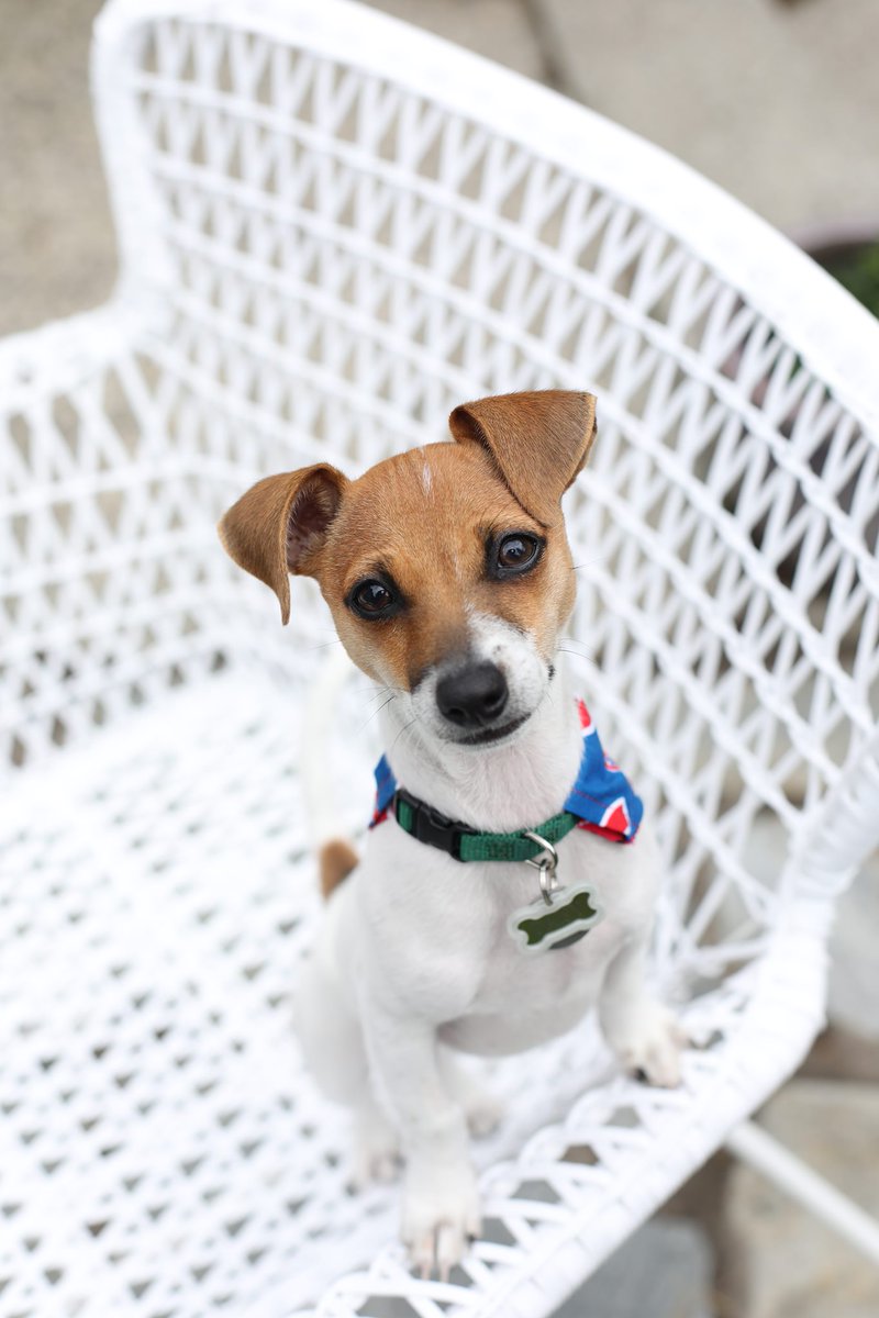 Daisy Doo with the glamour shot. Pele is in the holiday spirit. Sophie enjoyed the fall leaves this year. And Franklin went camping