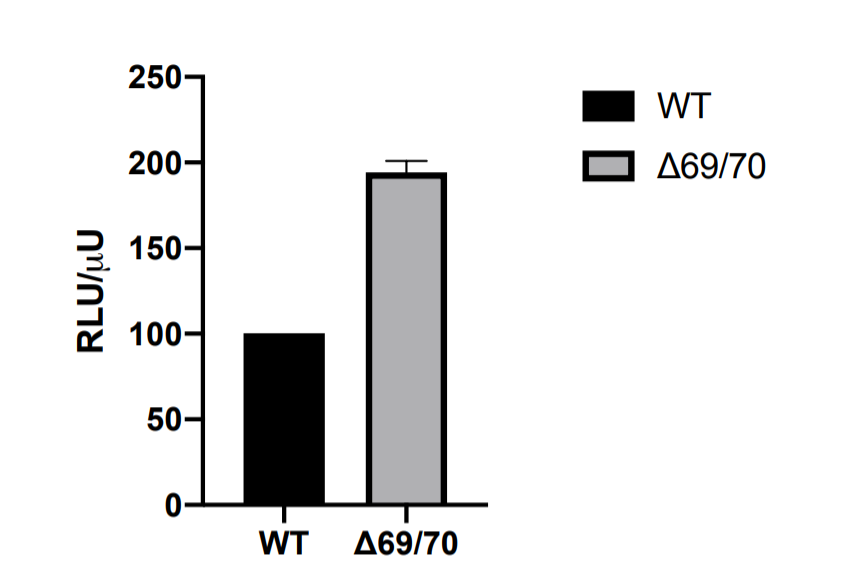 FOR 2:Infection Simulation. Cells were infected in-vitro w/both variant (d69/70) and original (WT) strains. The number of viral particles produced were measured. Variant viral particles were twice as high as the original, suggesting a selective advantage.