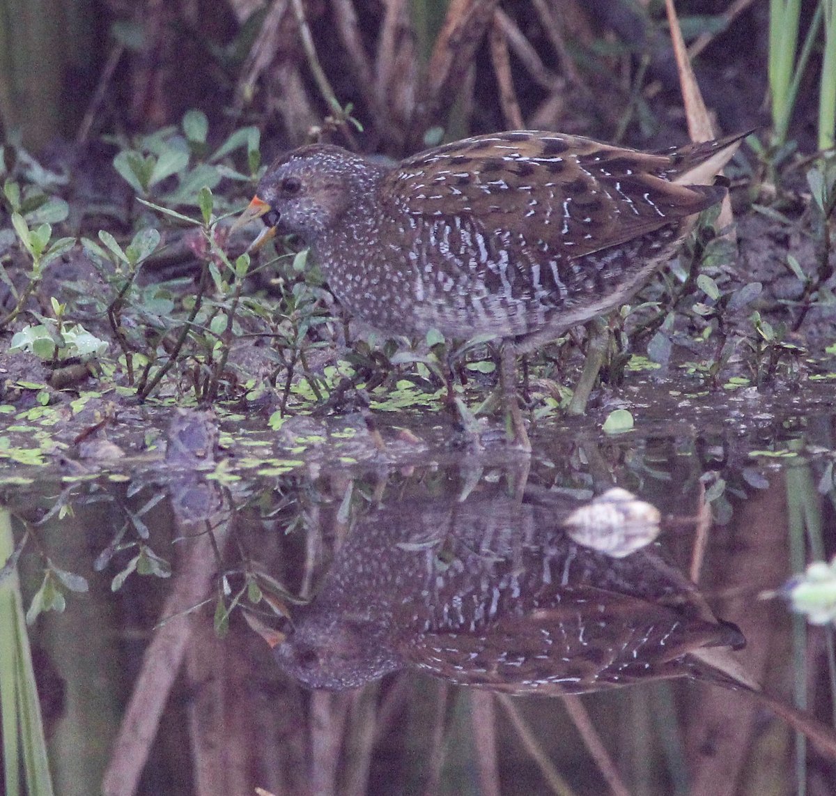 nizar_v's tweet photo. #spottedcrake #vagrant #rarestofrare #gratefuliam #blessediam #rajarhatwetlands
@BBCEarth @natgeowild @Team_eBird @Birds_of_India @birdsofindia @birdcountindia @Avibase @MerlinBirdID @audubonsociety @orientbirdclub @BirdLife_News @ https://t.co/hineW2jzuI