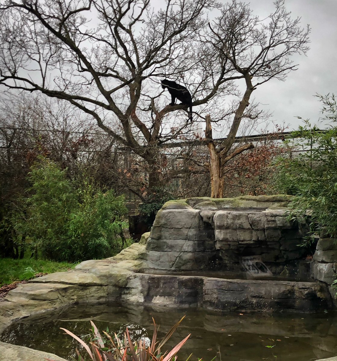 Just checking out who’s being naughty or nice from up high! #countdowntochristmas #mayathejaguar #naughtyornice #christmas🖤