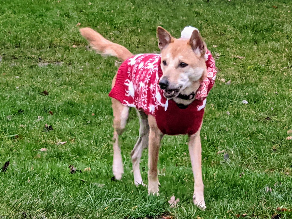 Fox in a Christmas jumper!

RT to spread festive cheer

(... ok maybe just a fox-like dog but loooook she's so pretty)