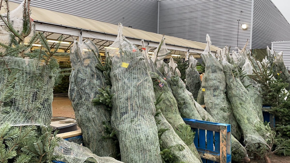 Free Christmas trees!!! Get down to Homebase Hampstead Finchley Riad NW3 o2 centre if you can. Giving away free trees and they are lovely. No queues!!!
