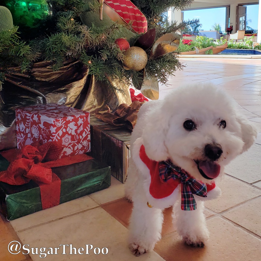 sugarthepoo's tweet photo. 🎄😜 Would you like to find me with my pink tongue under your Christmas Tree this year? 🎄😜 Wishing you a Happy Holiday #TongueOutTuesday !

#SugarThePoo #ilovespreadingsmiles #ChristmasPuppy #HappyHolidays https://t.co/1nVxVh3JET