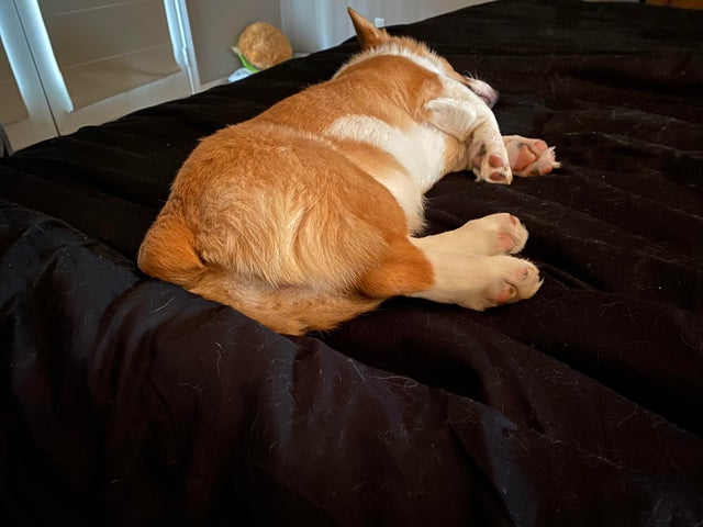 CorgiLoverss's tweet image. Sleepy Butt
#Corgi #corgiloers #corgilife #CongressIsBroken #SeanConnery