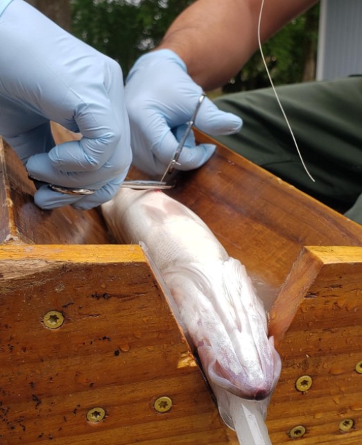 SERCfisheries's tweet photo. Weโre sending 2020 out the door with #FishCon #Top10 happy memories! #10: We tagged 40 juvenile #StripedBass in #ChesBay. Where will they go in 2021? @ACTtelemetry @SmithsonianEnv @SmithsonianMoL https://t.co/HOZMPIhKtv