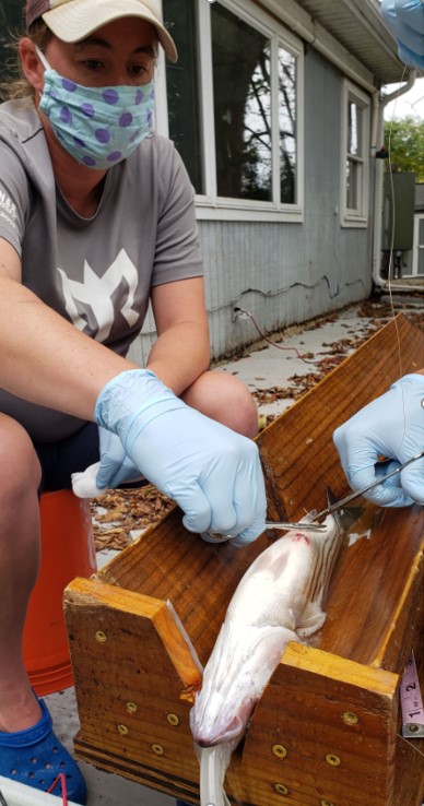 SERCfisheries's tweet photo. Weโre sending 2020 out the door with #FishCon #Top10 happy memories! #10: We tagged 40 juvenile #StripedBass in #ChesBay. Where will they go in 2021? @ACTtelemetry @SmithsonianEnv @SmithsonianMoL https://t.co/HOZMPIhKtv