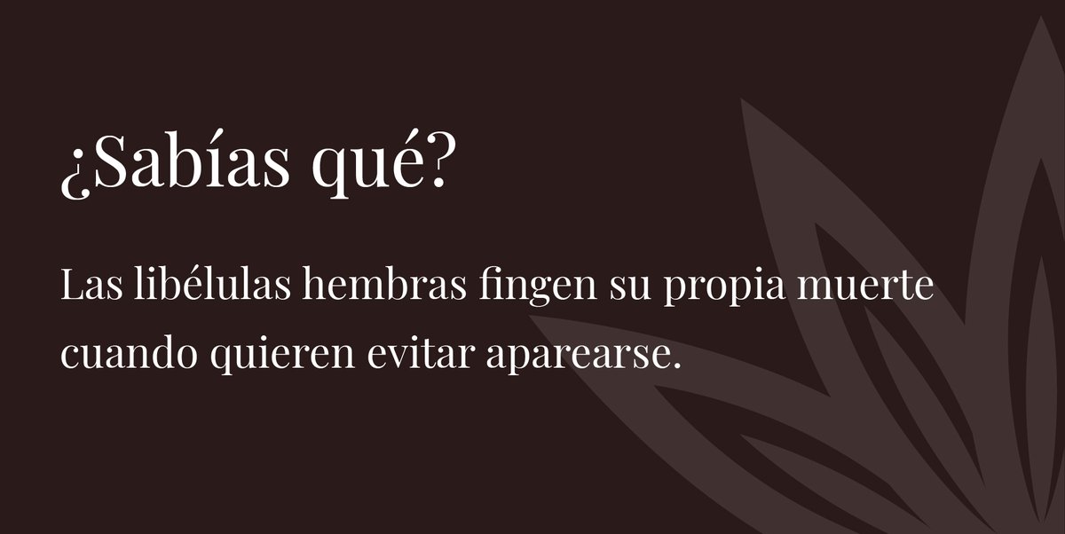 SHERsaludmx's tweet photo. ¡Oops! No hay que llegar tan lejos. 

La falta de deseo sexual o el evitar tener contacto íntimo, puede deberse simplemente a que no te conoces. Es difícil, si no sabes lo qué te enciende, que se lo comuniques a tu pareja o que realmete disfrutes de un encuentro sexual. https://t.co/RdxpxV9Cev