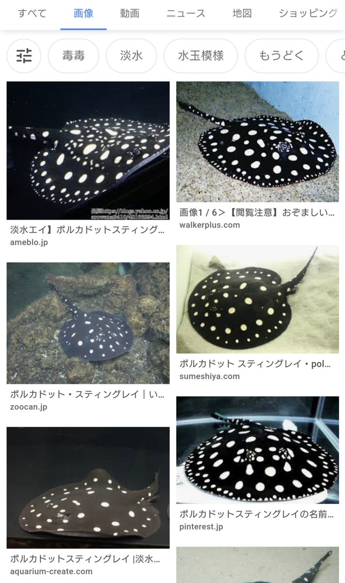 けんけん 年前から熱帯魚飼育してるワイ ポルカドットスティングレイと聞いたらまずこれが出てくる 笑