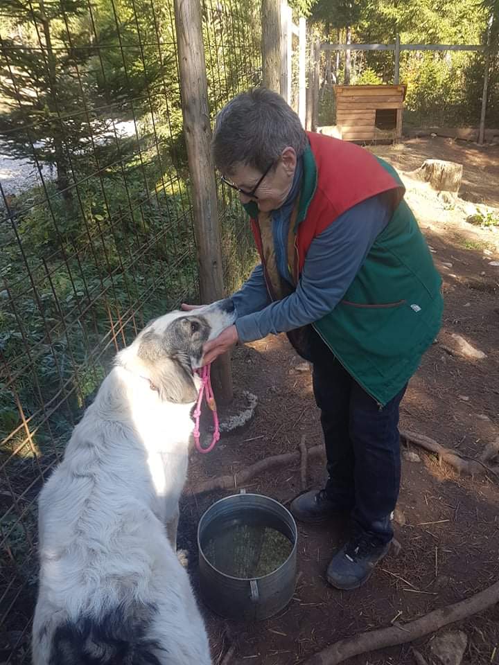 SavingStraysUK's tweet photo. Our Hero! ♥️
#milenamalesevic #savingsufferingstrays #becauseeverysinglelifematters #charity #dogcharity https://t.co/YKA09ZRC5l