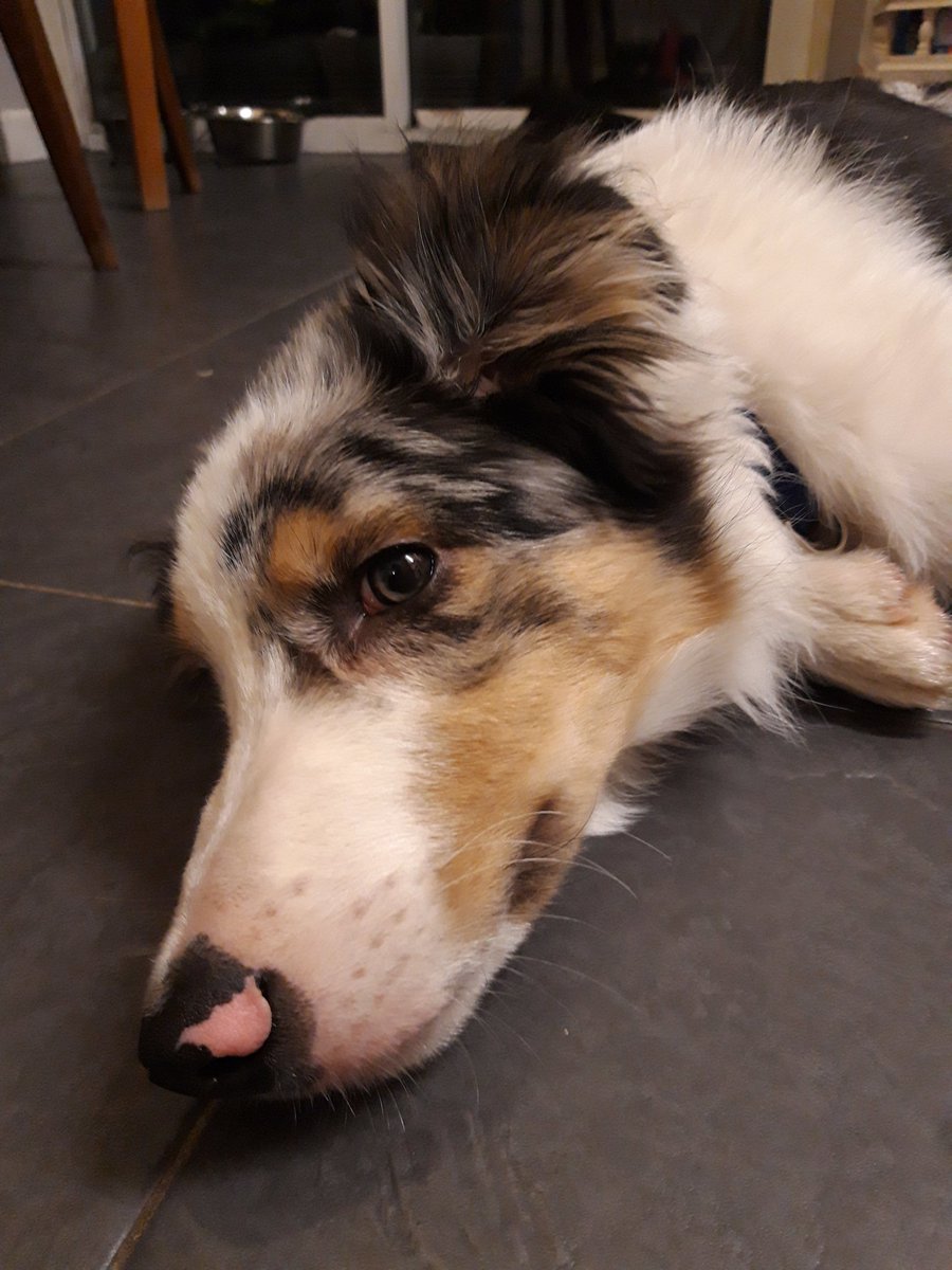 Tetley4463's tweet photo. @TheKennelClubUK hi I have pedigree pup but parents aren't kc registered and from Poland have certificate of parents and grandparents and great grandparents, can he get registered?showing not breeding https://t.co/2X6753CyUz