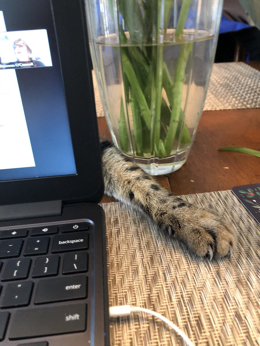 When you work from home on a zoom