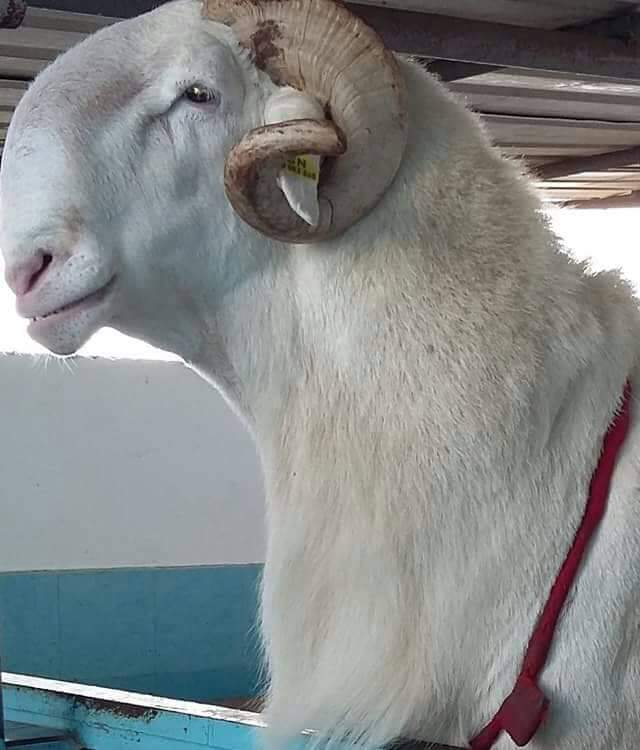 THREAD SUR LES ORIGINES DU LAADUM Le LAADUM est une race améliorée créée par les éleveurs sénégalais. Cependant cette création a connu trois phases dans son évolution :