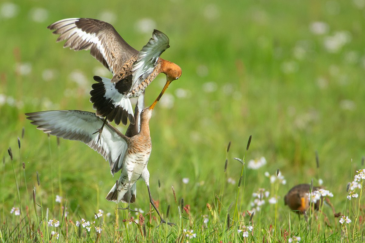 Hâld 7 jannewaris frij foar de online ôftraap fan de Lânbou-aginda! Wy wolle mei dy aginda de transysje nei in mear duorsume lânbou hurder ferrinne litte. Deputearre <a href="/fnpkf/">Klaas Fokkinga</a> sil de ôftraap dwaan en syn ambysjes taljochtsje. In offisjele útnûging folget noch. #lânbou