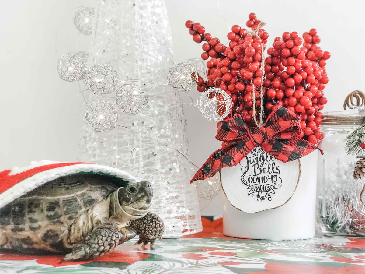 PCTYCareers's tweet photo. .@Paylocity hosted a virtual Winter Party Week with a Costume Com-PET- ition. Here are just some of the entries. Enjoy the cuteness overload! ❤️ 🧡 🐾 😻 🐢 ⛄ 🎄 #InsidePaylocity #PCTYPets #PCTY #ForwardTogether https://t.co/0JnS9A90Wy