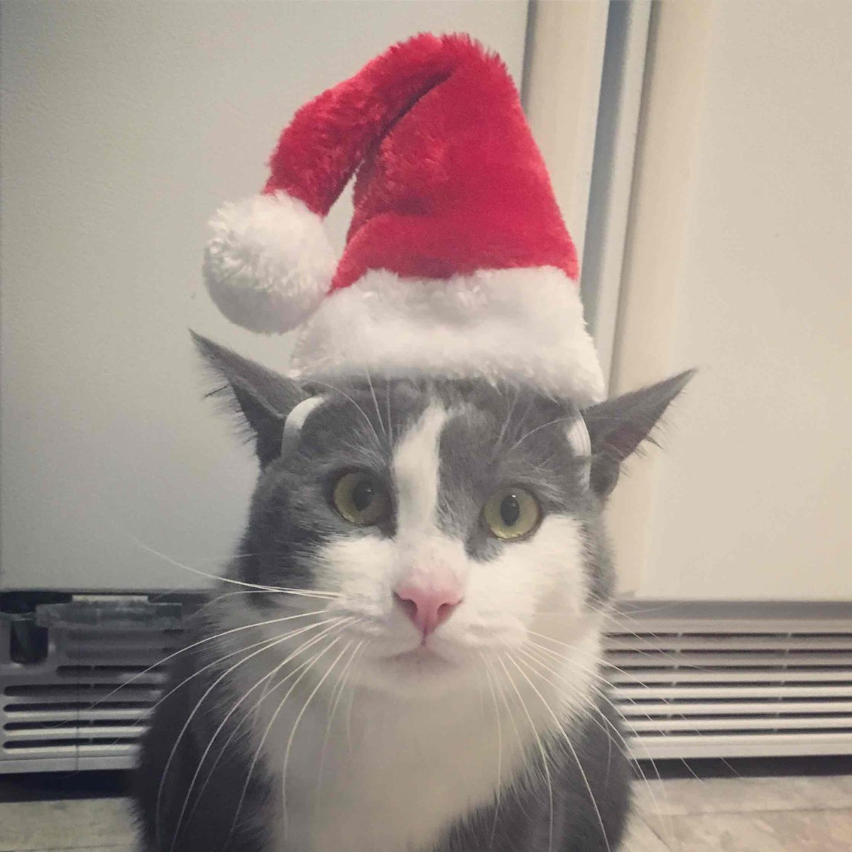 PCTYCareers's tweet photo. .@Paylocity hosted a virtual Winter Party Week with a Costume Com-PET- ition. Here are just some of the entries. Enjoy the cuteness overload! ❤️ 🧡 🐾 😻 🐢 ⛄ 🎄 #InsidePaylocity #PCTYPets #PCTY #ForwardTogether https://t.co/0JnS9A90Wy