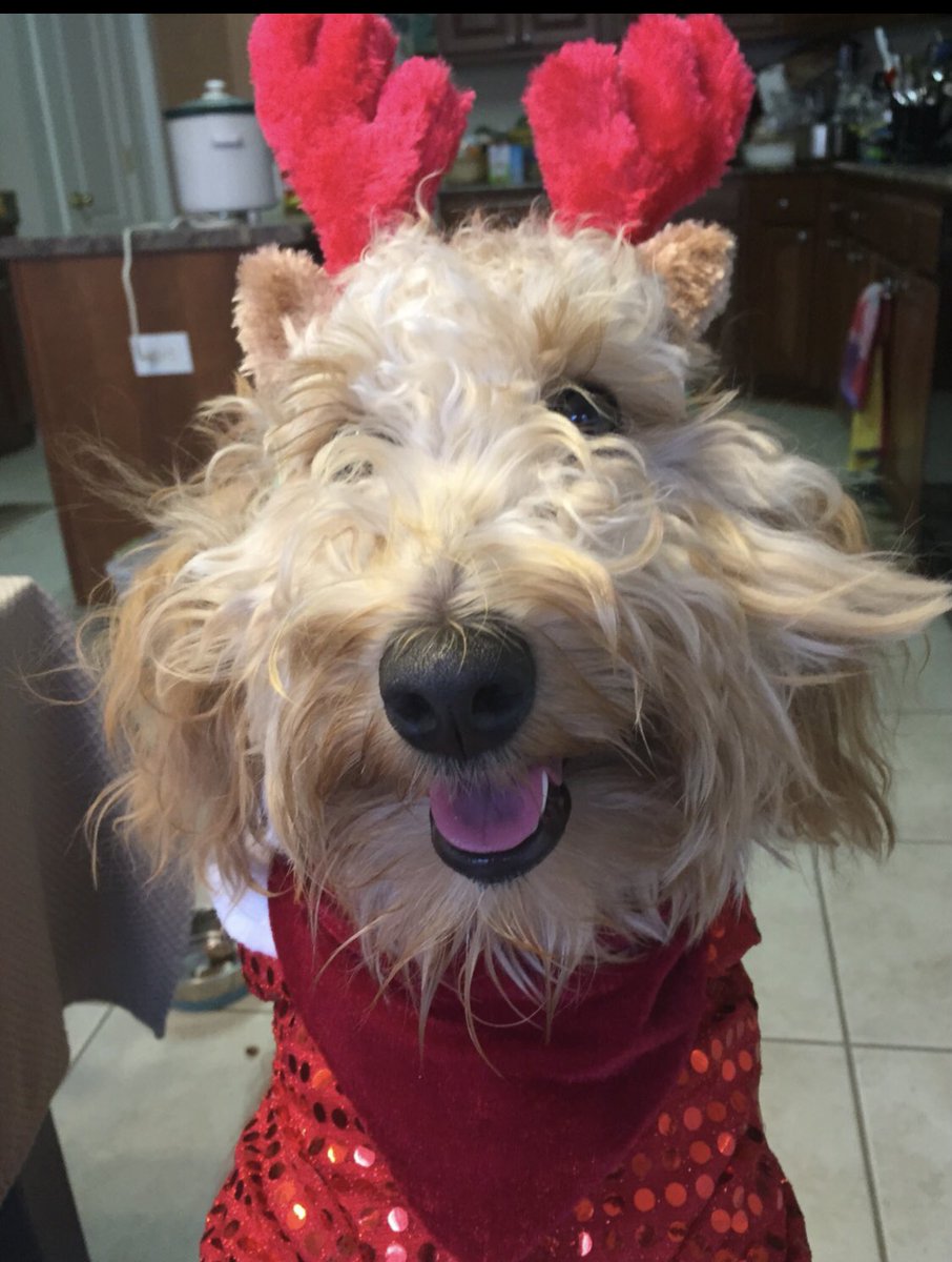 SinghalSara's tweet photo. @dog_rates @budweiserusa @budweiserusa @dog_rates #Pupweiser https://t.co/i42dlpdFFp