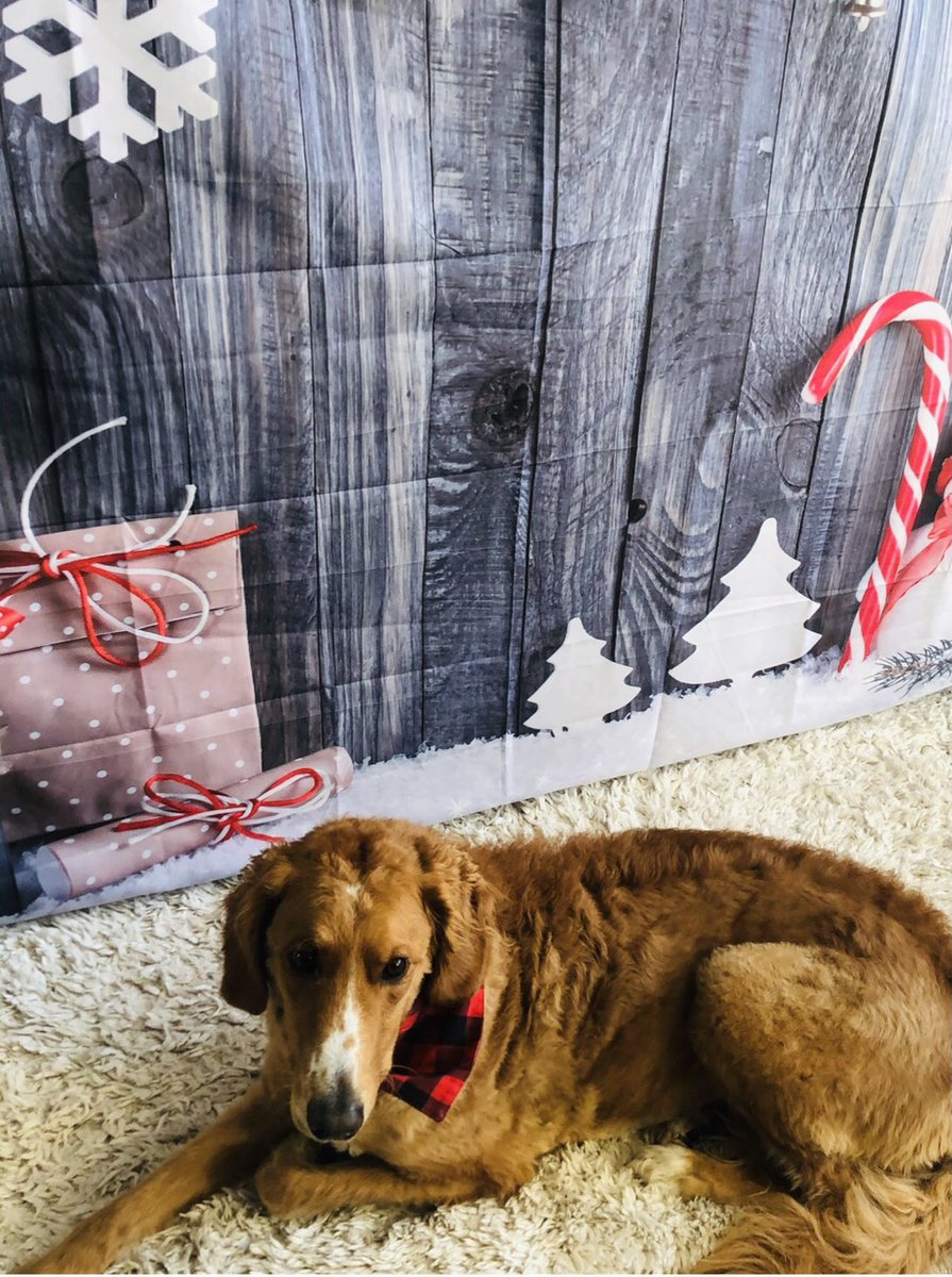 SinghalSara's tweet photo. @budweiserusa @dog_rates #Pupweiser https://t.co/rPqTgmiroY