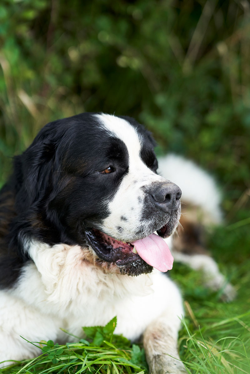 Neue Geschichten unserer #Nachbarn sind online 🐶🐱🧑🏻‍🚒 👨🏻‍🚒 #tierheim #weissenhorn #feuerwehr #neuulm #nachbarschaftsbank #blog >>> vbrb.li/vrnu-geschicht…