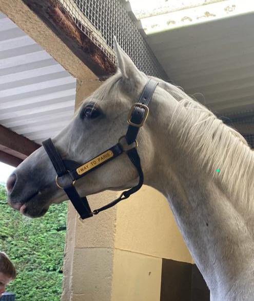 CoolagownStud's tweet photo. 🇫🇷 Way to Paris arrives in Cork. Delighted to receive an early Christmas 🎄 present with the safe arrival of this lad today,  👀 and what an impressive horse he is in the flesh and hopefully we can welcome Irish breeders to visit and see him early in 2021 #WaytoParis https://t.co/UYjBrXrc8S