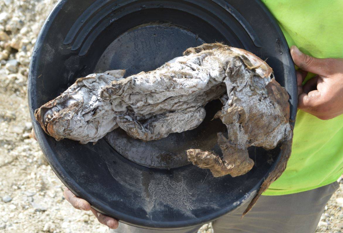 CRCiencia's tweet photo. PALEONOTICIAS
El deshielo del permafrost sigue regalándonos tesoros 🔎🐺

📰  La momia de una cachorra de lobo aparece en el permafrost canadiense tras 57.000 años https://t.co/ytCm6nic7x via @agencia_sinc 
#Paleontología #Pleistoceno https://t.co/2VqnikeaBA
