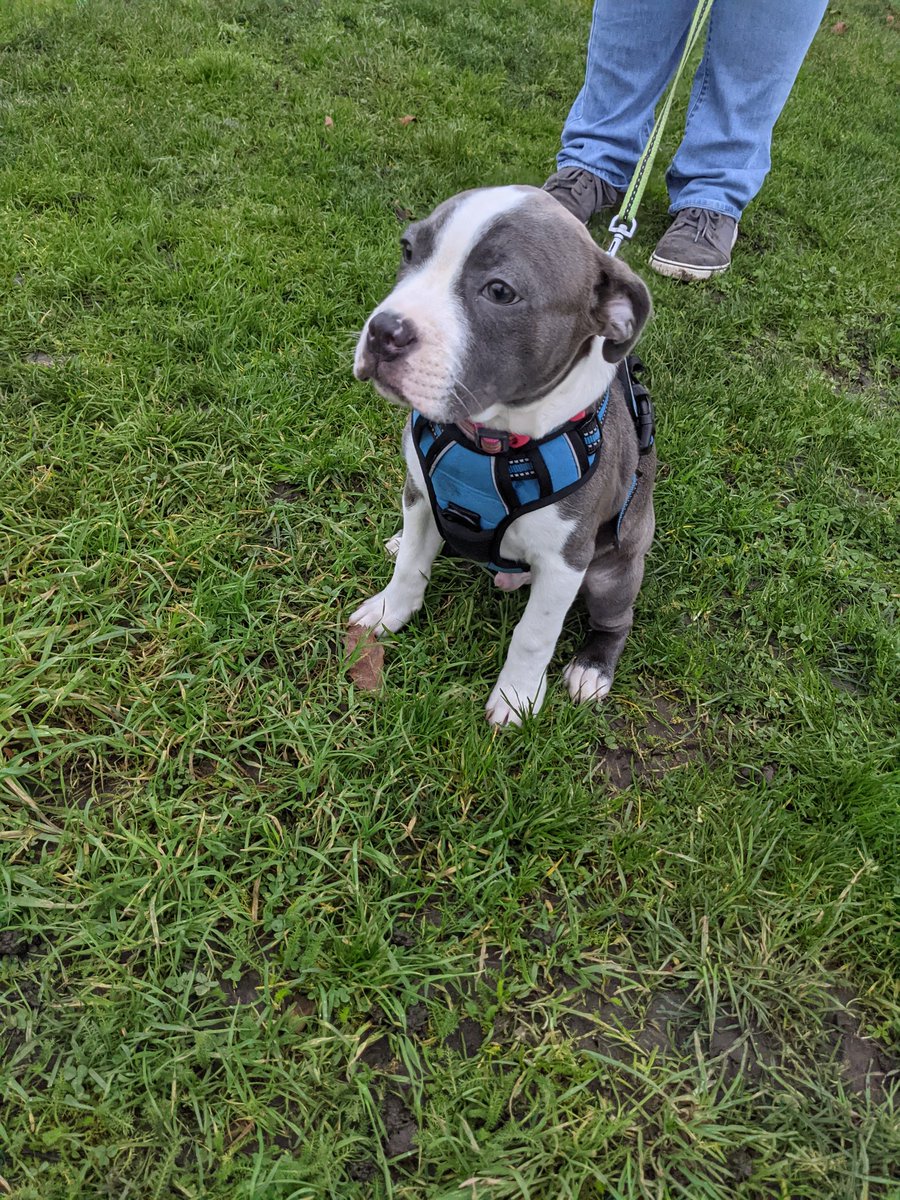 People0UK's tweet photo. He's half Staffie half Boston Terrier
Occasionally he will sit, but mostly he wants to GO GO GO https://t.co/WNZSKTsBXW