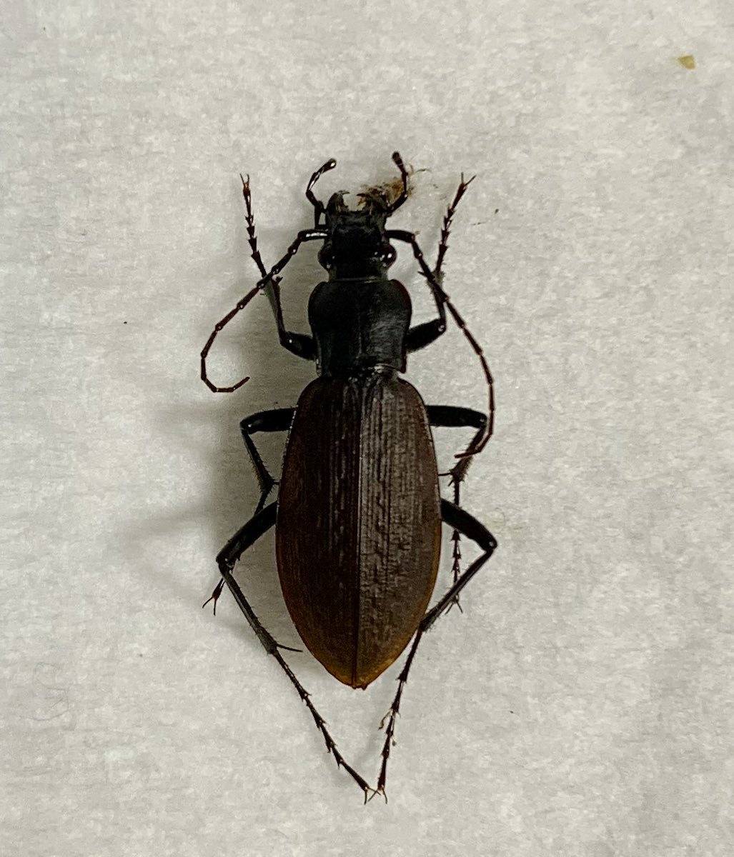 くわ 趣味アカ チチブホソクロナガオサムシ 山梨 地質系の巡検の際にダメ元でベイトトラップを設置したら一頭だけ落ちていた トウホククロナガやイシカリクロナガと比べると ほんとに同じコクロナガなのかと思うほど T Co Xg4a4yyrq6 Twitter