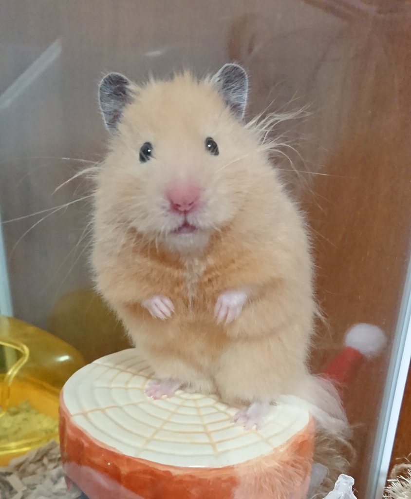 キンクマロング