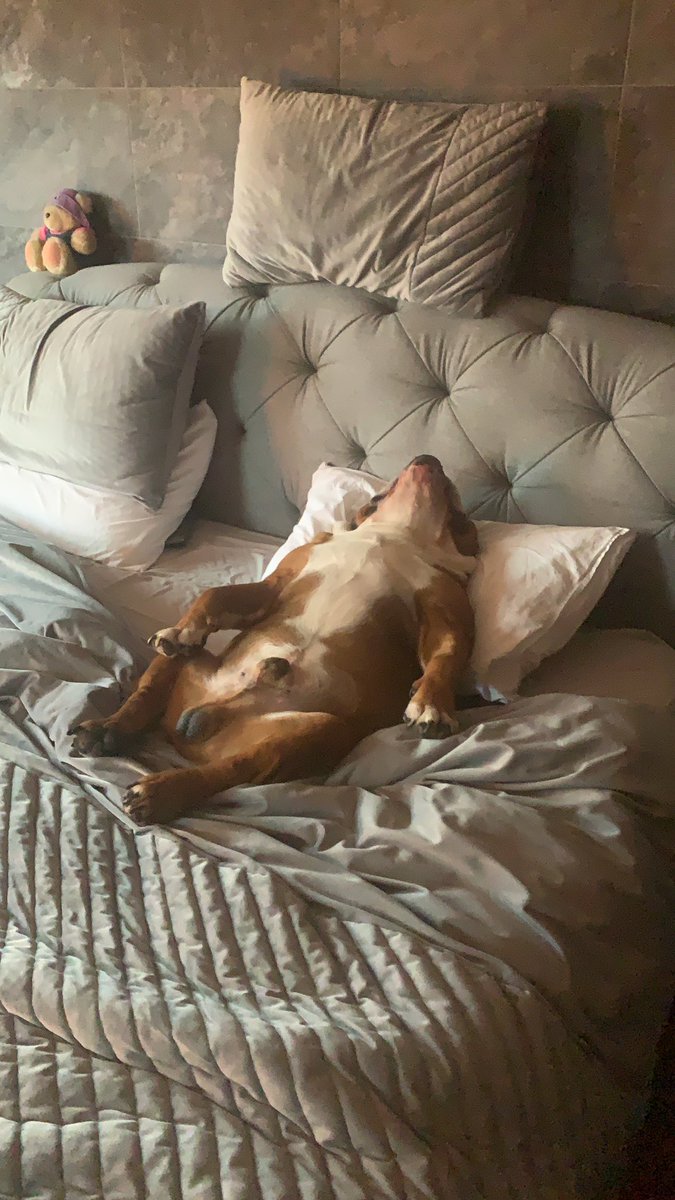 EnzoBulldog's tweet photo. @rickygervais This is mine. https://t.co/kPP2EgcFjk
