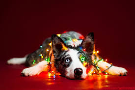trinityobitches's tweet photo. Watch out for animals this holiday season. 😍
#HolidaySeason #MerryChristmas #HappyHanukkah #HappyKwanzaa #dogs #pets https://t.co/njxtRz0RwX