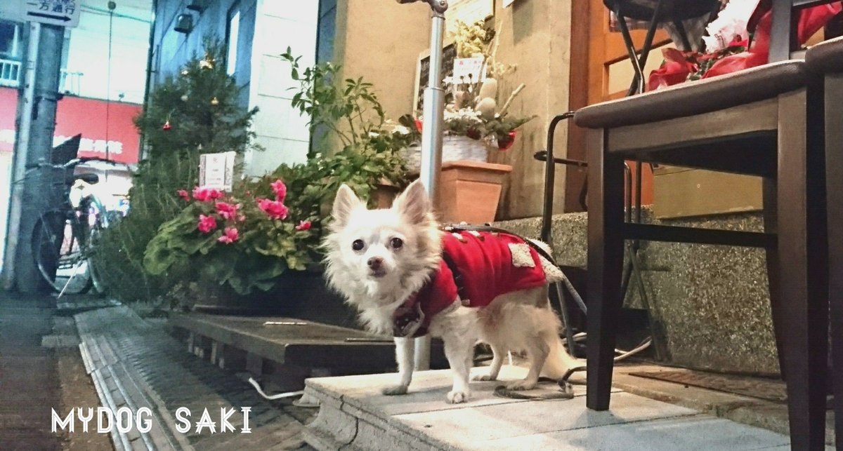 mydog.愛犬💫　#犬 https://t.co/XpU1Jv8gv7