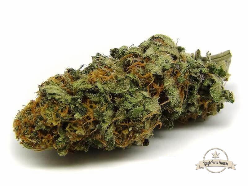 Hempture® tweet media