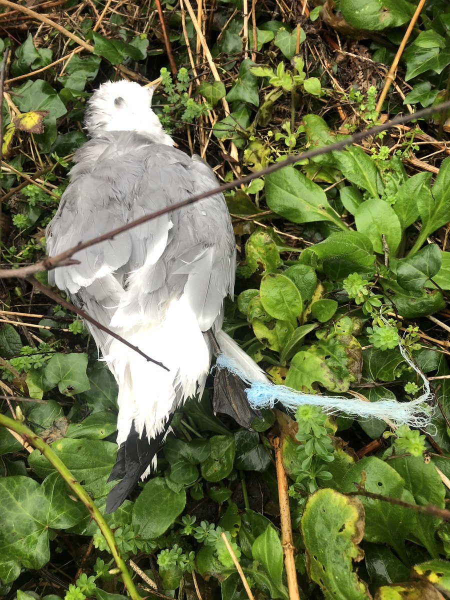 LooseyLocket's tweet photo. A tiny piece of discarded nylon string caused the death of this beautiful sea bird on Wonwell beach today. We live in a sad, destructive world. https://t.co/YwdCSqOmBF