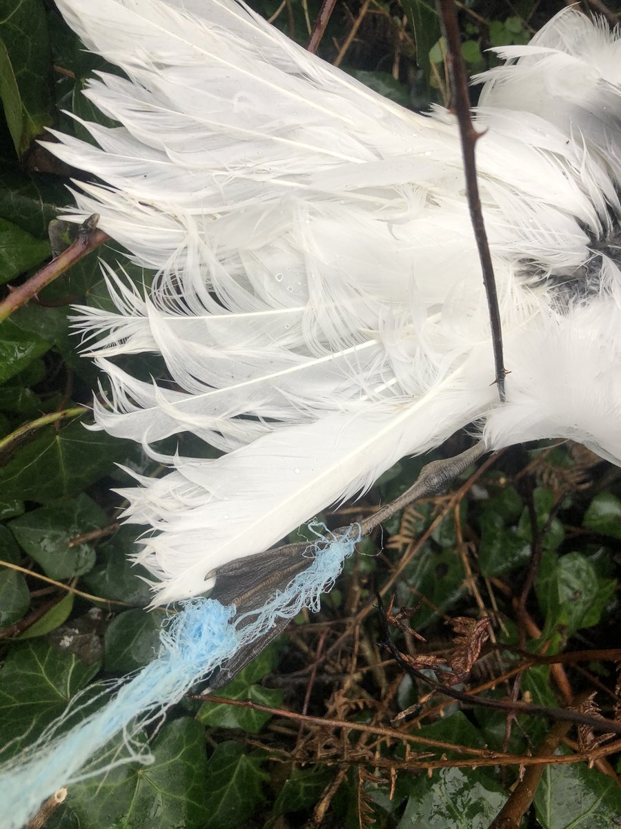 LooseyLocket's tweet photo. A tiny piece of discarded nylon string caused the death of this beautiful sea bird on Wonwell beach today. We live in a sad, destructive world. https://t.co/YwdCSqOmBF