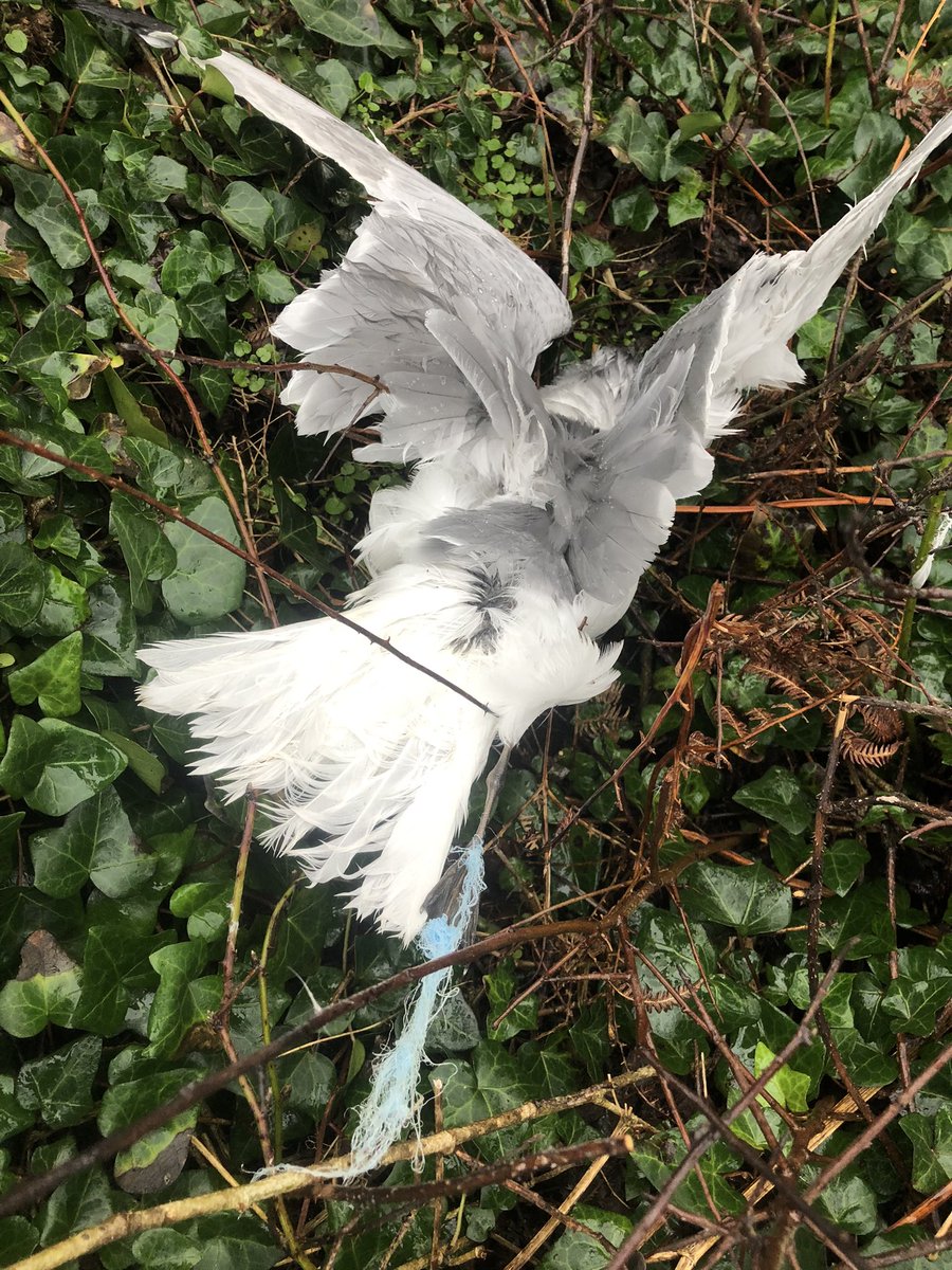 LooseyLocket's tweet photo. A tiny piece of discarded nylon string caused the death of this beautiful sea bird on Wonwell beach today. We live in a sad, destructive world. https://t.co/YwdCSqOmBF