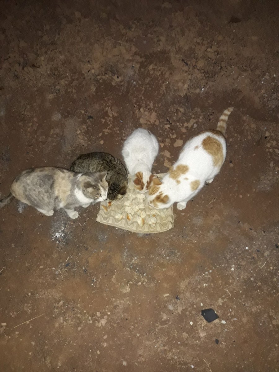 Yavrucaklar soguk kış gününde kimsesiz kalmasın onlarda birer canlı unutmayalım elimizden geldigince bugünde görevimizi yaptik