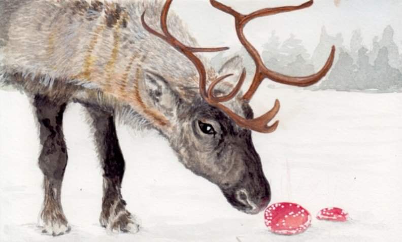 The colours red and white are thought to descend from Siberian legends, in which the reindeer took flight each winter after ingesting the hallucinogenic Amanita Muscaria mushroom, the archetypal red toadstool with white spots. Female shamans would join them on a vision quest.