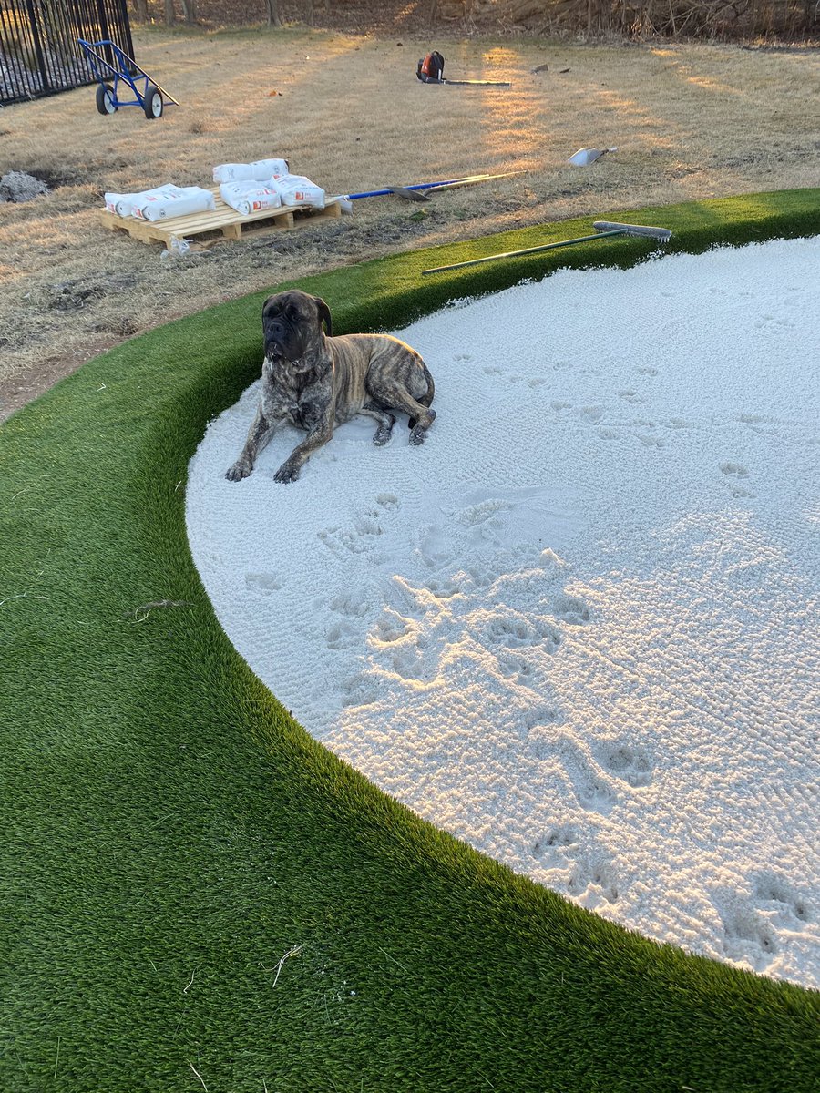 premiergreens's tweet photo. Should wrap up our Mckinney project today or tomorrow. Pretty sure Stella doesn’t want us to go! https://t.co/aFLqpYO6Tk