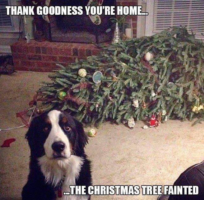 SAENonline's tweet photo. WHO ELSE has had their Christmas tree faint? Gotta love ’em!

#SAENonline #Christmas #Holidays #holidayseason #christmasdecor #christmastree #dogs #doglover #dog https://t.co/DXNAzYsi8x