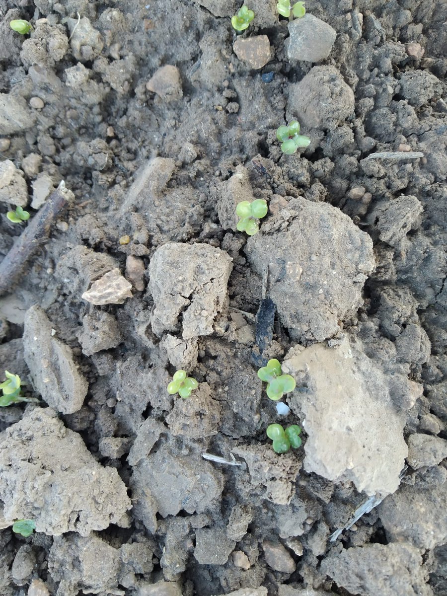 Empiezan a germinar los primeros #cultivos usados como #cubierta en el ensayo de #olivar. Aquí vemos cotiledones de dos crucíferas diferentes. 

<a href="/CITAAragon/">CITA Aragón</a> #CSCV #técnicos #manejointegrado #agricultores #controlnoquímico