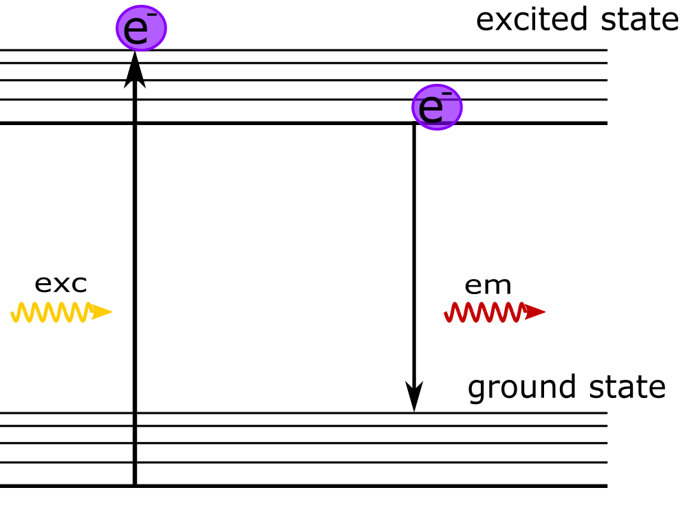 Fluorescence involves the absorption of a photon by a molecule, followed by the emission of another photon. Light excites the molecule; electrons within the molecule transition from the ground state to the excited state. Upon return to the ground state the electrons emit light.