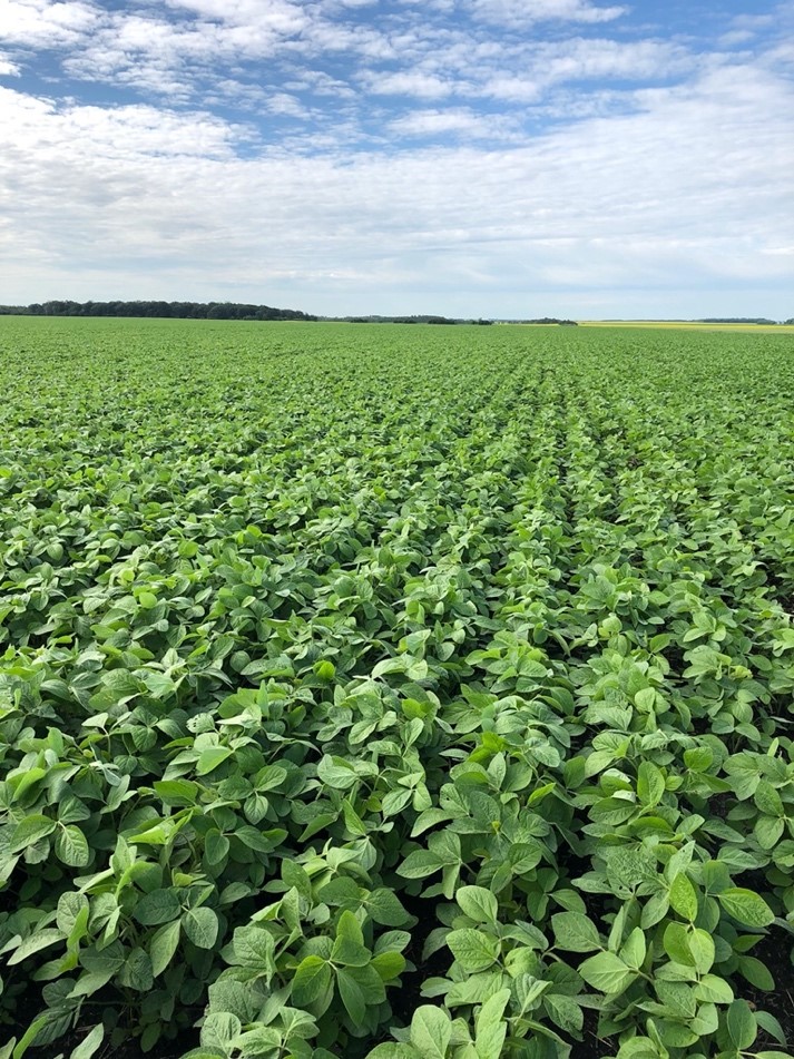 syngentacanada's tweet image. Proud to share that over 1 MILLION ACRES of NK® S007-Y4 #soybeans have been grown in #WestCdnAg since 2014! Thanks for your continued trust and support. 
We’re not crying, you’re crying. bit.ly/3nHjU2v
@NKSeedsCanada