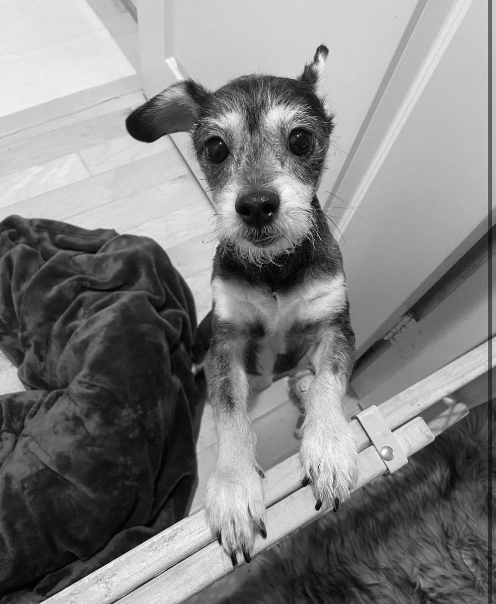 #Woof #TakeBackTuesday to my haircut!! What do you think? 🐶 #CuriousPup