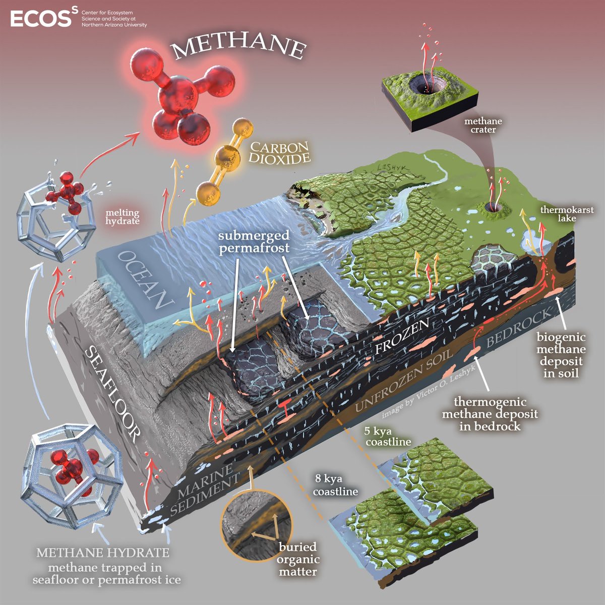 PermafrostCN's tweet photo. New research suggests slow but substantial greenhouse gas release from submarine permafrost @Sara_Sayedi @thermokarst @schaedelc @tedschuur @MiriamCJones @Hydro_DoctorJ and many others. Art work @victorleshyk https://t.co/zIDSJOX8yW @EcossNau @NAUResearch https://t.co/BkL8WAP1MM