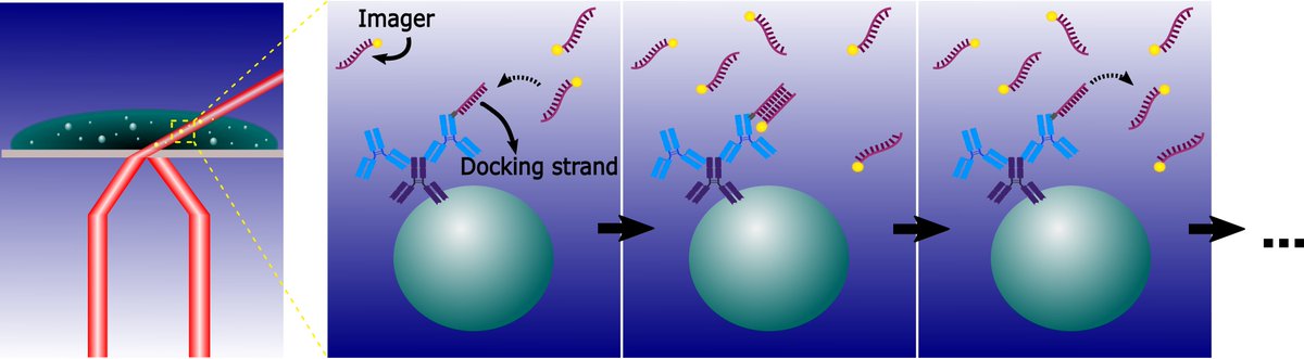 In DNA-PAINT, DNA strands (imagers) exhibit short-term binding to complementary docking strands, linked to a specific biological target. Imagers carry a fluorophore which provides a fluorescence signal once immobilised, leading to detection and localisation of the target.