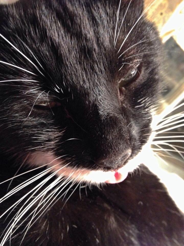 coll_mahoney's tweet photo. Tuck says hello with a #blehp. #cats #CatsOfTwitter https://t.co/CCAoteRSzb