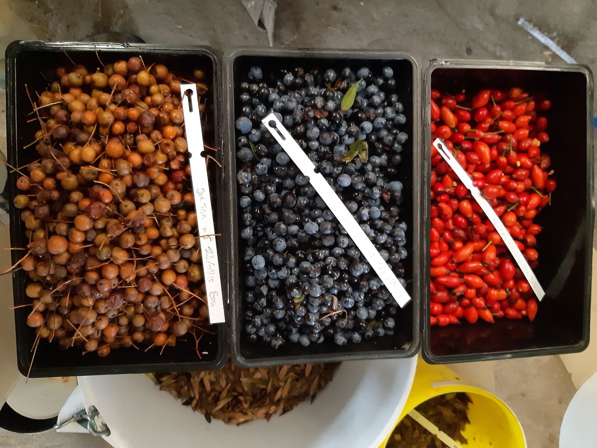 ReseauHaiesFr's tweet photo. Consultation : l’Afac-Agroforesteries recherche un prestataire pour la création de son futur logiciel de gestion de la production de semences d’origine locale @vegetallocal
https://t.co/M6l1ek8Twe
#Vegetallocal #pepiniere https://t.co/0kJdJThjMA