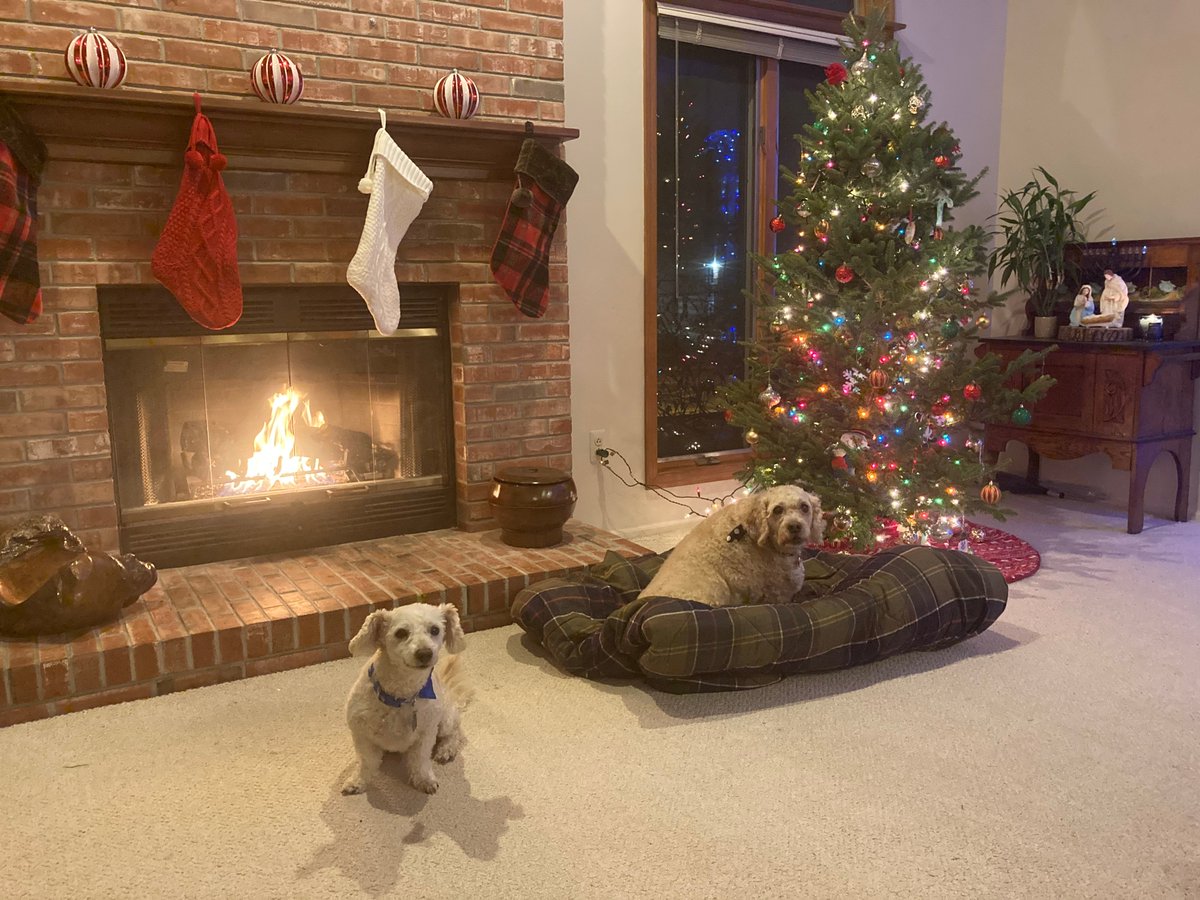integristech's tweet photo. The stockings were hung by the chimney with care... and the dogs were waiting to see what will be left there! 

Check out these decorations at our Marketing Manager Adel Strauss's cozy new home.

#companyculture #wfh https://t.co/qu8KgH7qsH