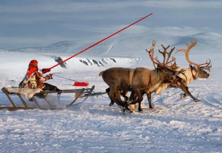 The Sámi people herd domestic reindeer, a position which allowed women to escape the "domestic sphere" and enter the "public sphere."Do these traditional Sámi shoes remind you of anything? Santa's elves, perhaps?