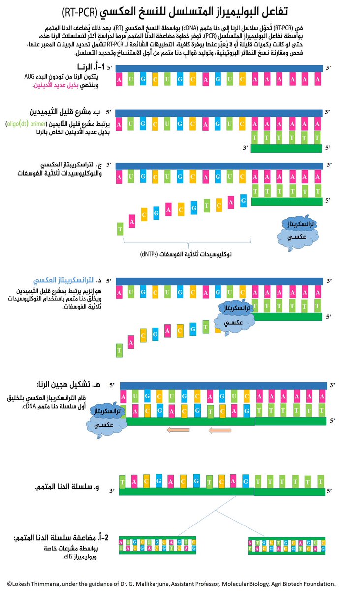 AfrahBawazeer's tweet image. 📍RT-PCR) Reverse Transcript- PCR)
المراحل للحصول على cDNA من الRNA
1️⃣ تتم عملية تحويل الRNA 
لـ complementary DNA (cDNA) بواسطة انزيم النسخ العكسي(RT)
 Reverse transcriptase
2️⃣بعد ذلك يتم مضاعفة الcDNA بواسطة الPCR
📌حيث توفر هذه الخطوة فرص لدراسةالRNA و استخدامه في عدة تطبيقات
